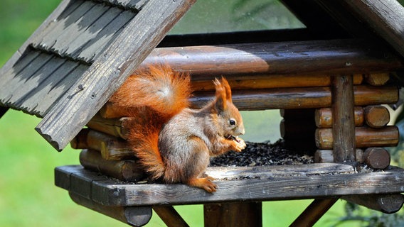 Ein Eichhörnchen sitzt in einem Vogelhaus © imago images / Harald Lange 