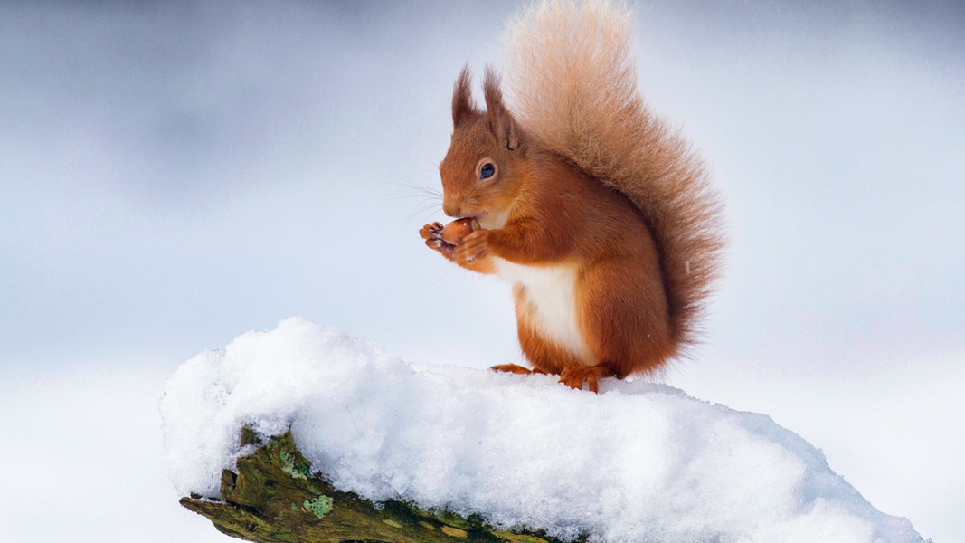 Eichhörnchen: Wie soll man sie im Winter füttern? | NDR.de
