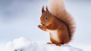 Ein Eichhörnchen frisst im Schnee eine Haselnuss © imago images / Nature Picture Library Foto: Mark Hamblin