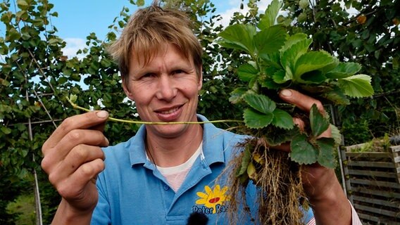 Peter Rasch hält den Ableger einer Erdbeerpflanze in einer Hand. © NDR Foto: Udo Tanske