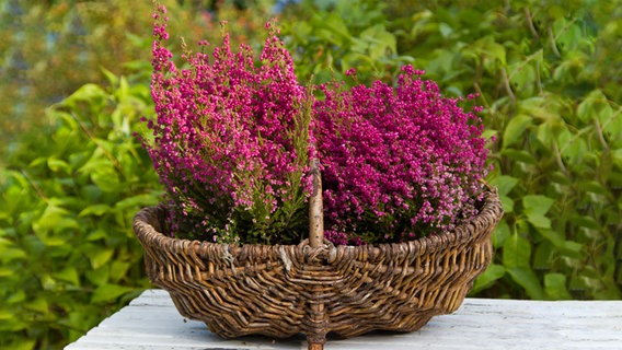 Zwei blühende Heidepflanzen in einem Korb. © colourbox Foto: -