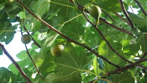 Unreife Feigenfrüchte hängen am Baum. © NDR Foto: Anja Deuble