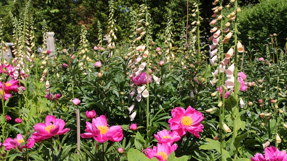 Rosa Fingerhut und andere Blumen im Garten. © fotolia Foto: Joerg Sabel