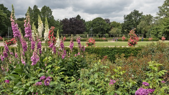 Blühender Fingerhut in einem Beet voller Rosen in einem Park.  Foto: Anja Deuble