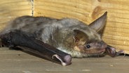 Ein Großes Mausohr liegt in einem Fledermauskasten. © imago images/blickwinkel 