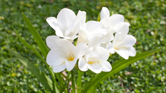 White flowering freesias in the garden.  © Colourbox Photo: Antonio Gravante