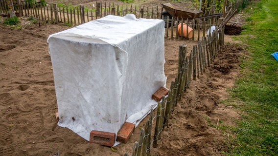 Gartenvlies hängt als Frostschutz über einem Wäscheständer auf einem Beet. © NDR Foto: Udo Tanske