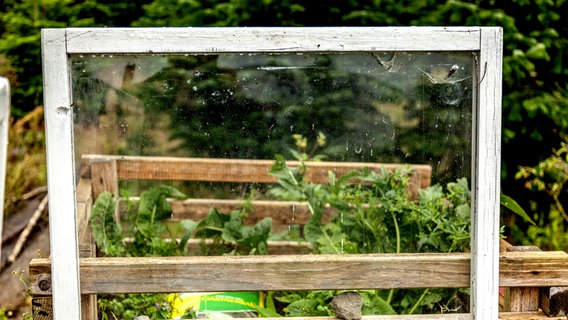 Ein altes Fenster steht vor einem Frühbeet. © NDR Foto: Udo Tanske
