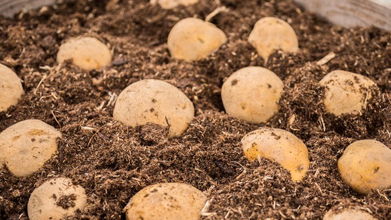 Frühkartoffeln liegen in einer Kiste mit Erde © NDR Foto: Udo Tanske