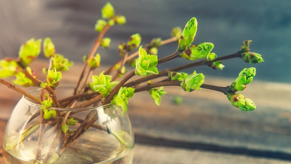 Frühlingshafte Zweige in einer Vase © - Foto: Colourbox