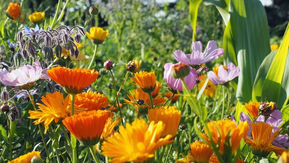 Marigolds, cosmea and borage bloom in a vegetable garden.  © NDR Photo: Anja Deuble