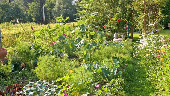 Bauerngarten mit Obst, Gemüse und viel wildem Grün. © imago images / Shotshop 