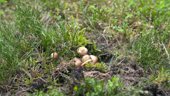 Pilzkörper im Rasen © NDR 