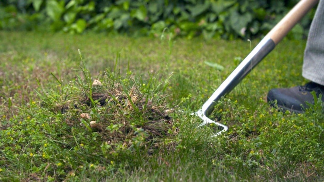 Hexenring Was Hilft Gegen Die Pilze Im Rasen Ndr De Ratgeber Garten Zierpflanzen