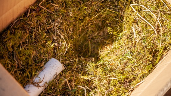 Ein Hummelnest aus Moos. © NDR Foto: Udo Tanske