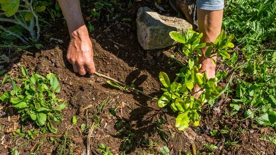 Ein Ast einer Magnolie wird in die Erde abgesenkt und mit Erde bedeckt. © NDR Foto: Udo Tanske