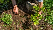 Ein Ast einer Magnolie wird in die Erde abgesenkt und mit Erde bedeckt. © NDR Foto: Udo Tanske