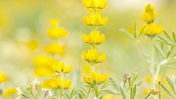 Gelbe Lupine © fotolia Foto: Nataraj