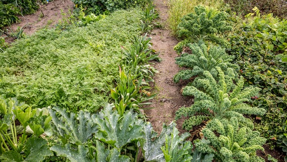 Grünkohl und Phacelia wachsen in einem Beet © NDR 