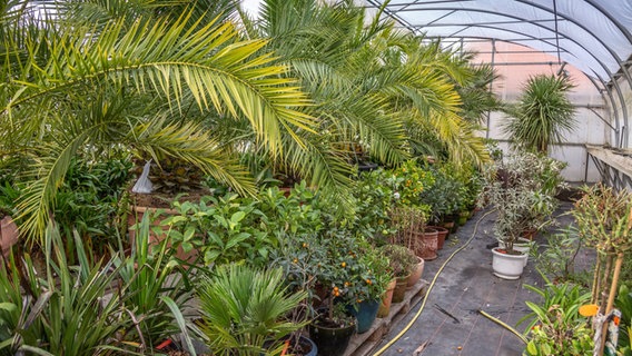 Kälteempfindliche Pflanzen wie Palmen, Zitrusgewächse und Oleander in einem Gewächshaus © NDR Foto: Udo Tanske