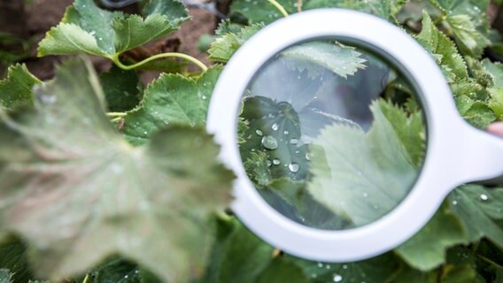 Eine Lupe über nassen Pflanzen © NDR Foto: Udo Tanske