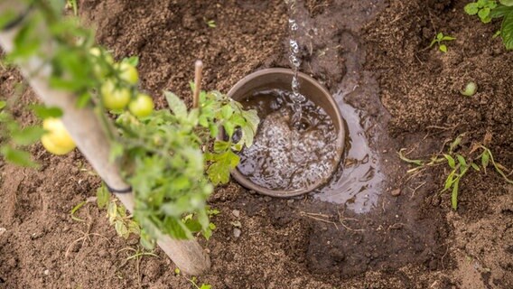 Ein Tontopf ist neben einer Tomatenpflanze eingegraben. © NDR Foto: Udo Tanske