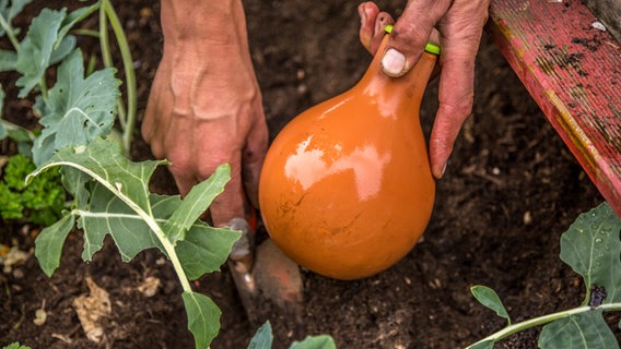 Eine Tonkugel zur Bewässerung in der Hand. © NDR Foto: Udo Tanske