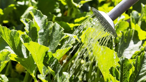 Plants are watered with a watering can © imago images / Design Pics 
