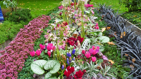 Abwechslungsreich mit Blumen bepflanztes Grab © NDR Foto: Kathrin Weber