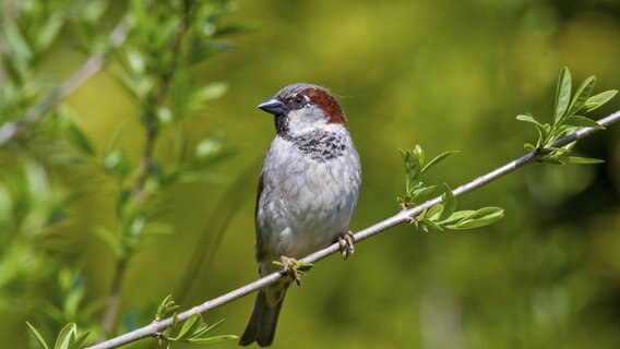 Spatzen Bleiben Die Haufigsten Gartenvogel Ndr De Ratgeber Garten