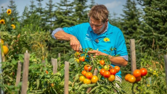 Gartenexperte Peter Rasch beschneidet eine Tomatenpflanze. © NDR Foto: Udo Tanske