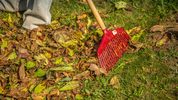 Leaves are swept up with a rake.  Photo: Udo Tanske