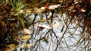 Biotop mit Herbstlaub. © fotolia Foto: Tommy Windecker