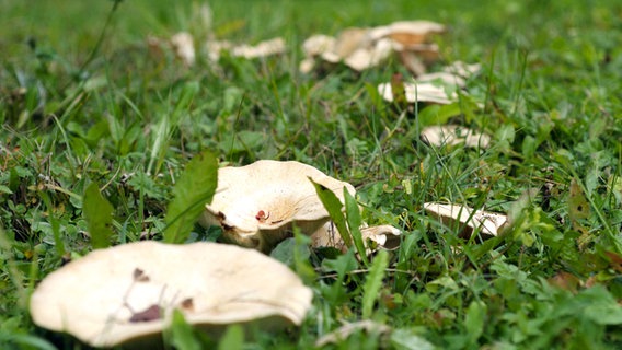 Die Fruchtkörper eines Pilzes bilden im Gras einen sogenannten Hexenring © picture alliance / Arco Images 