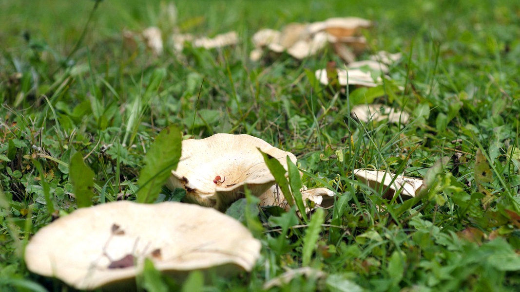 Hexenring Was Hilft Gegen Die Pilze Im Rasen Ndr De Ratgeber Garten Zierpflanzen