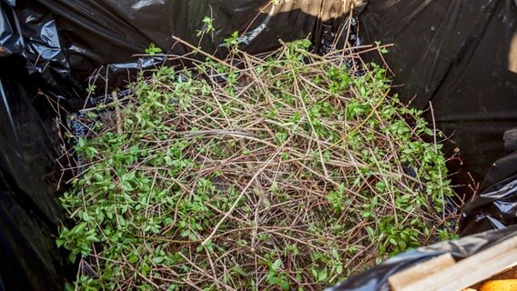Zweige und Grünschnitt liegen in einem Hochbeet © NDR Foto: Udo Tanske