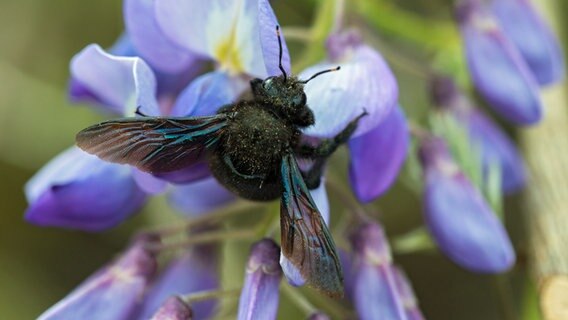 Holzbiene auf einer Blüte © Leo/fokus-natur.de Foto: Frank Leo