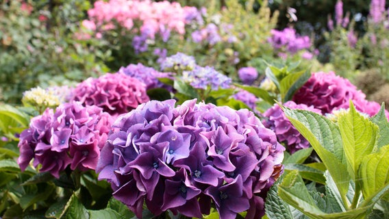 Ball-shaped blue-purple umbels of a peasant hydrangea in the garden.  © NDR Photo: Anja Deuble