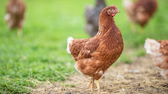 Ein freilaufendes Huhn auf einer Wiese. © Colourbox Foto: Marian Vejcik