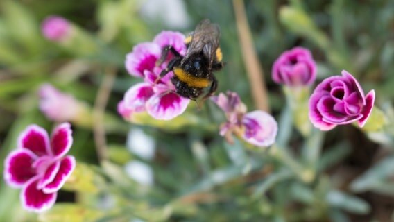 Eine Hummel sitzt auf einer kleinen pinkfarbenen Nelkenblüte. © NDR Foto: Anja Deuble