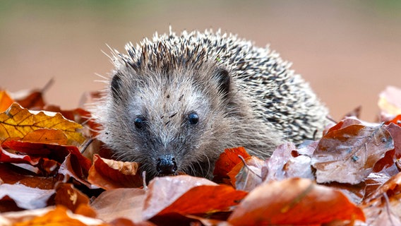 Igel im Laub © imago images / blickwinkel 