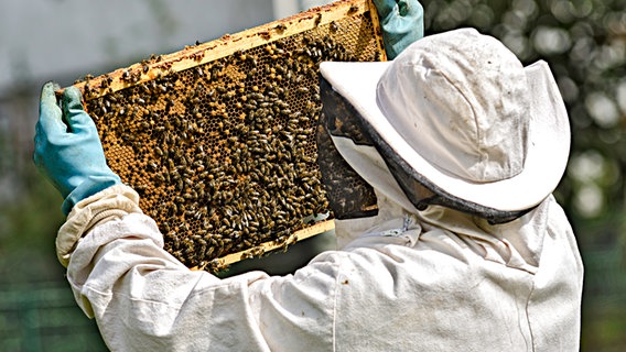 Ein Imker in Schutzkleidung hält den Rahmen eines Bienenstocks in die Höhe. © colourbox Foto: daniel guffanti