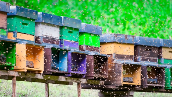 Vor bunten Bienenstöcken fliegen zahlreiche Bienen. © colourbox Foto: Michelangelo Oprandi
