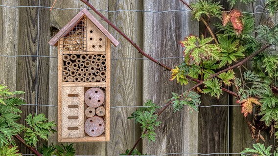 Ein Insektenhotel an der Holzwand eines Schuppens. © Colourbox 