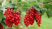 Himbeeren pflanzen abstand