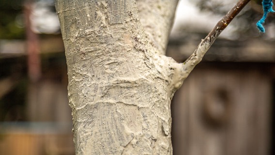 Kalkanstrich an einem Baum © NDR Foto: Udo Tanske