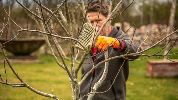 Peter Rasch kalkt einen Obstbaum mit einem Quast © NDR Foto: Udo Tanske