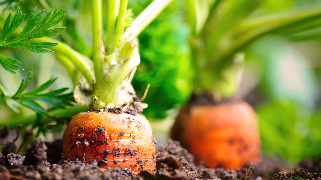 Aussaatkalender für regionales Gemüse | NDR.de - Ratgeber - Garten