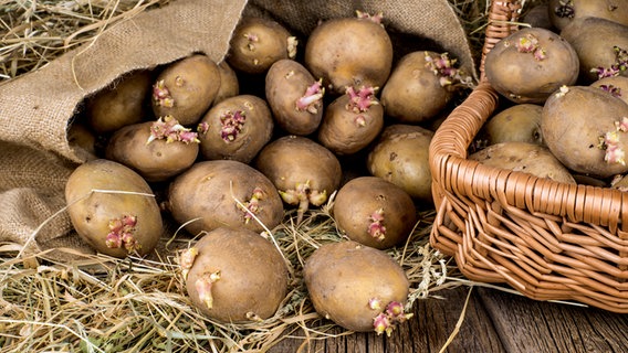 Keimende Kartoffeln. © fotolia Foto: Dmitriy Golbay
