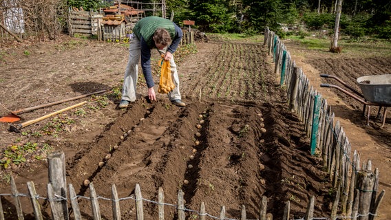 Gärtner Peter Rasch pflanzt Kartoffeln in ein Beet. © NDR Foto: Udo Tanske